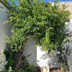 לינה וארוחת בוקר Il Palmento Palmariggi