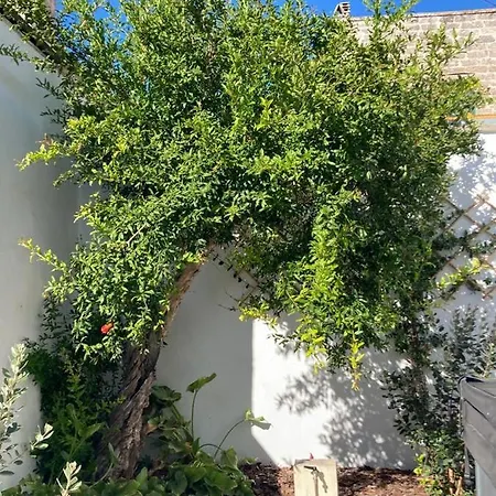 לינה וארוחת בוקר Il Palmento Palmariggi