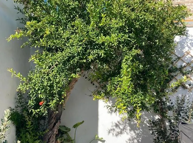 לינה וארוחת בוקר Il Palmento Palmariggi